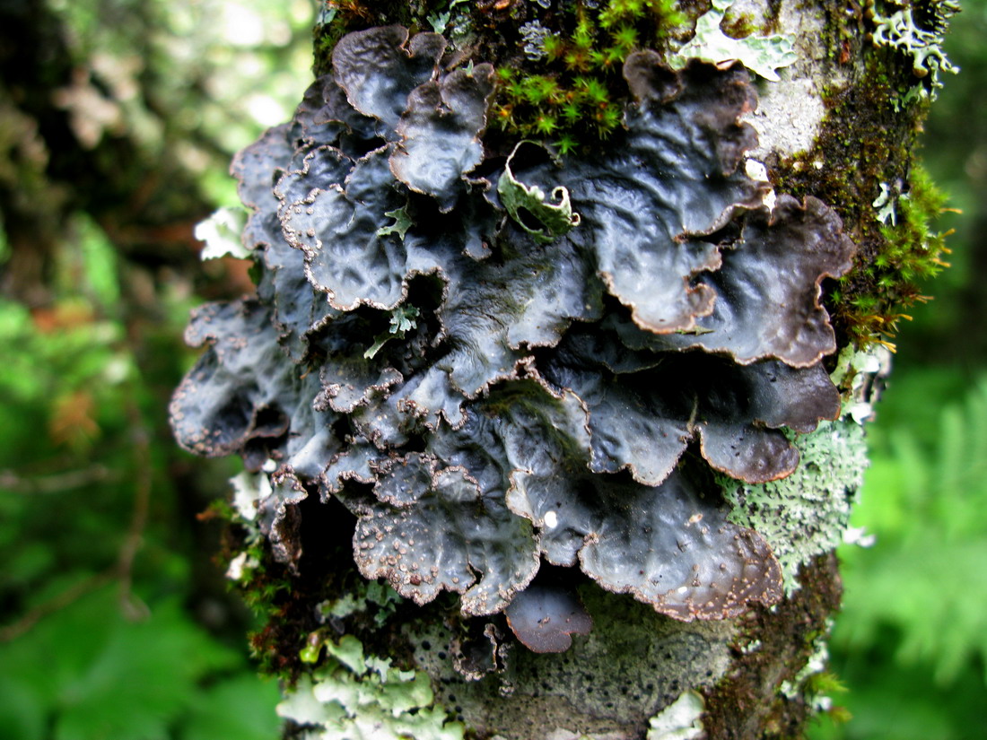 Image of Lobaria scrobiculata specimen.