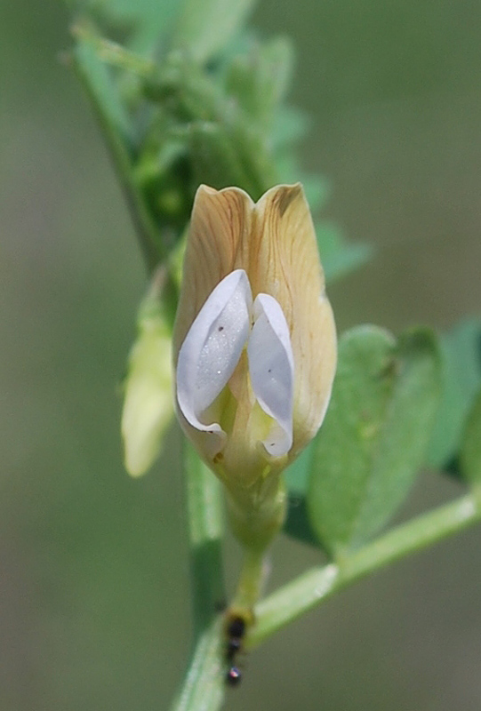 Image of Vicia hyrcanica specimen.
