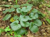 Asarum europaeum