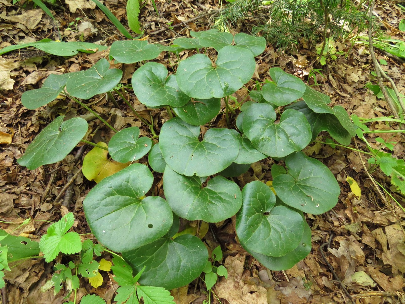 Изображение особи Asarum europaeum.