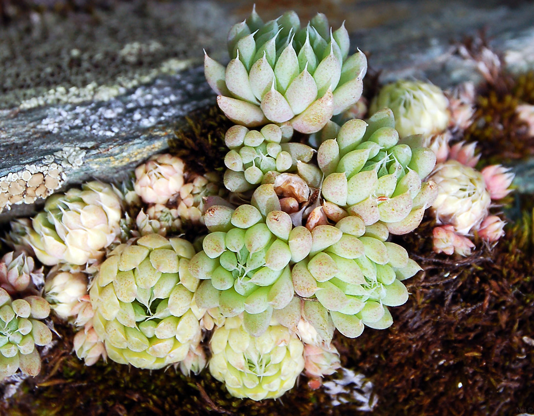 Изображение особи Orostachys spinosa.