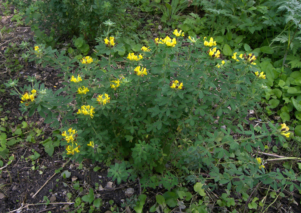 Изображение особи Chamaecytisus glaber.