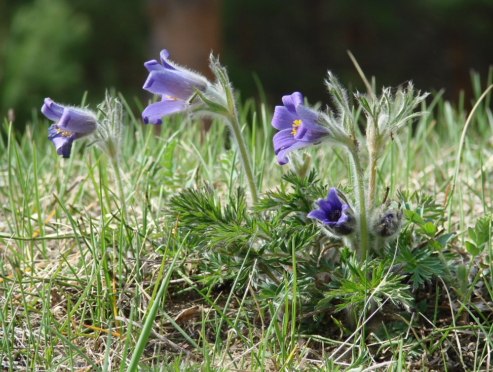 Изображение особи Pulsatilla regeliana.