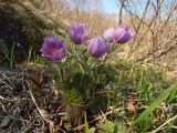 Pulsatilla multifida. Цветущее растение. Магаданская обл., окр. Магадана, бухта Гертнера, травянистый каменноберезняк, на склоне. 02.06.2012.
