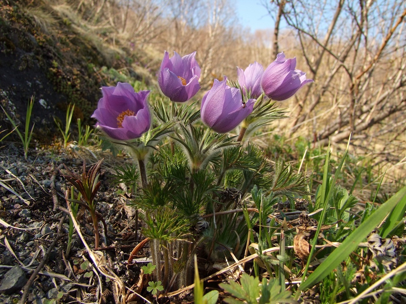 Изображение особи Pulsatilla multifida.