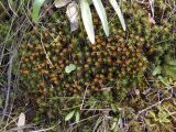 Polytrichum juniperinum. Вегетирующие растения. Украина, г. Запорожье, о-в Хортица, северо-восточный берег, скалистый участок. 05.04.2014.