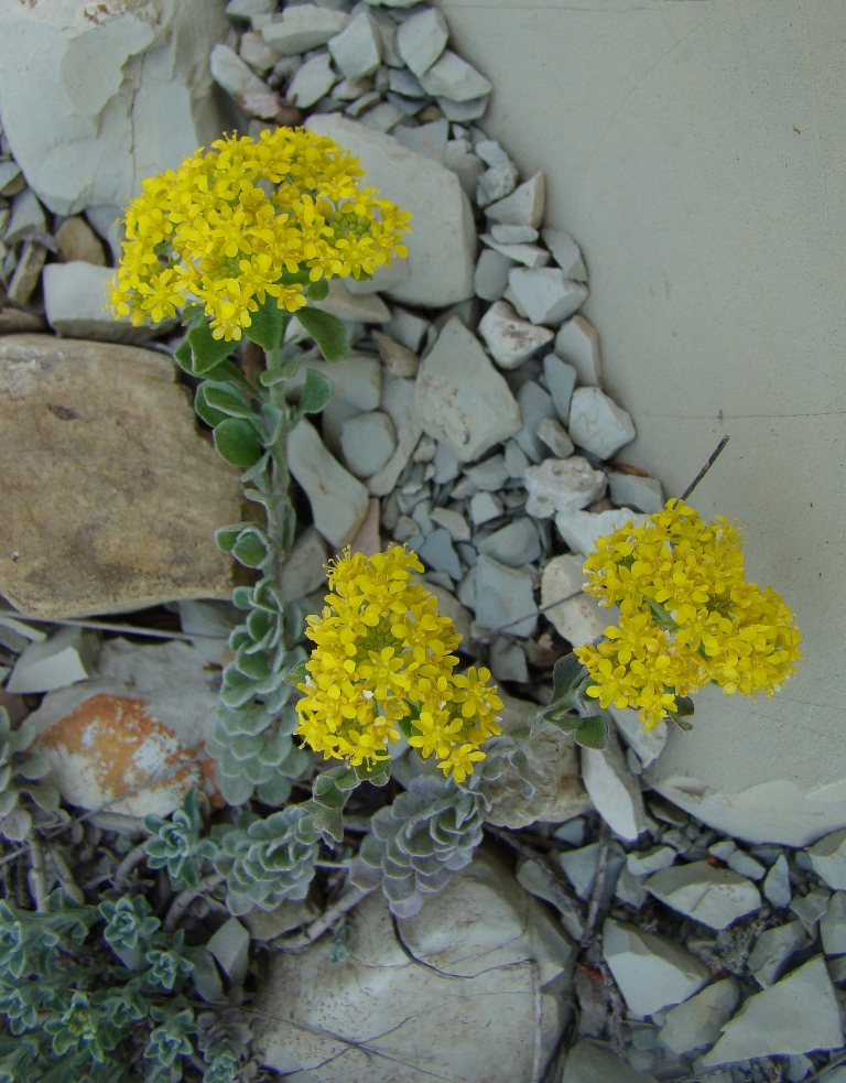 Image of Odontarrhena obtusifolia specimen.
