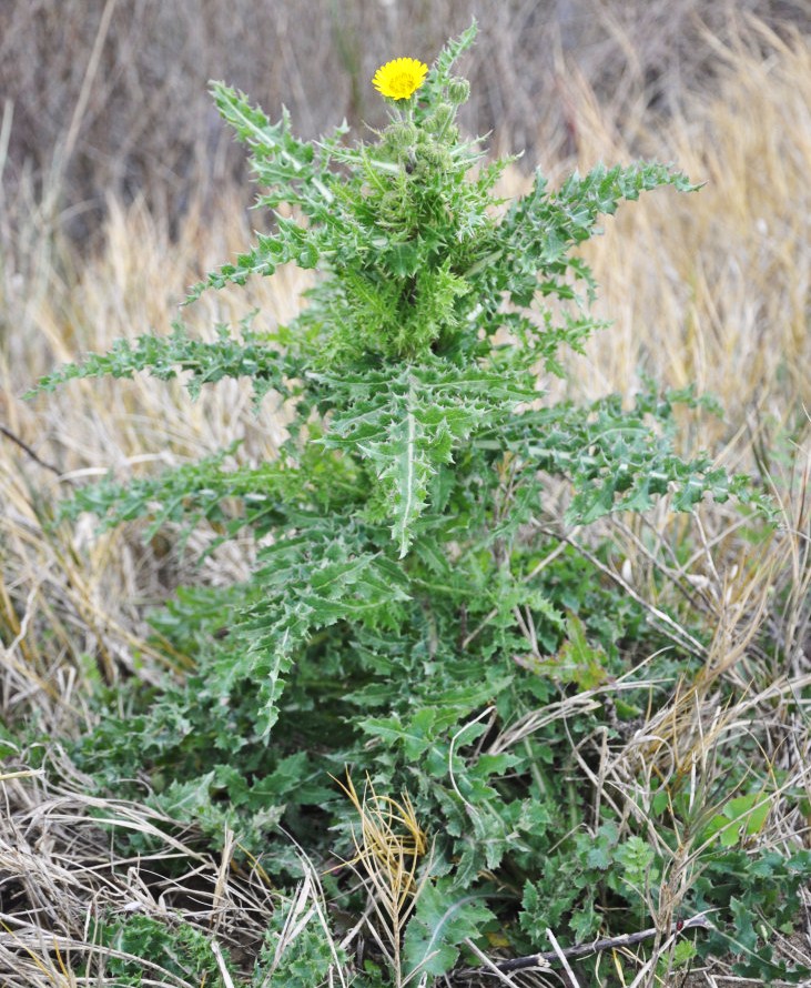 Изображение особи Sonchus nymanii.