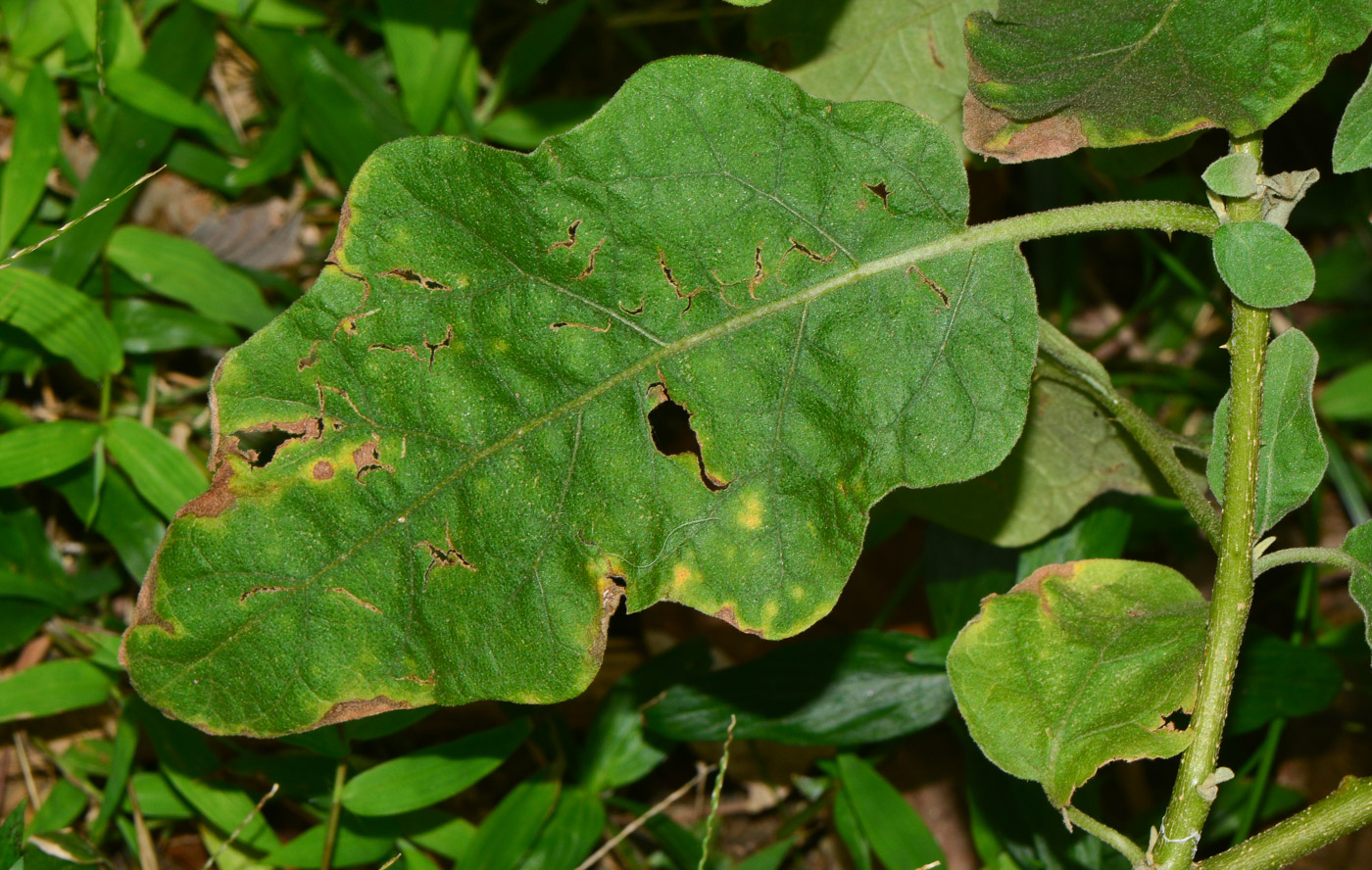 Изображение особи Solanum undatum.