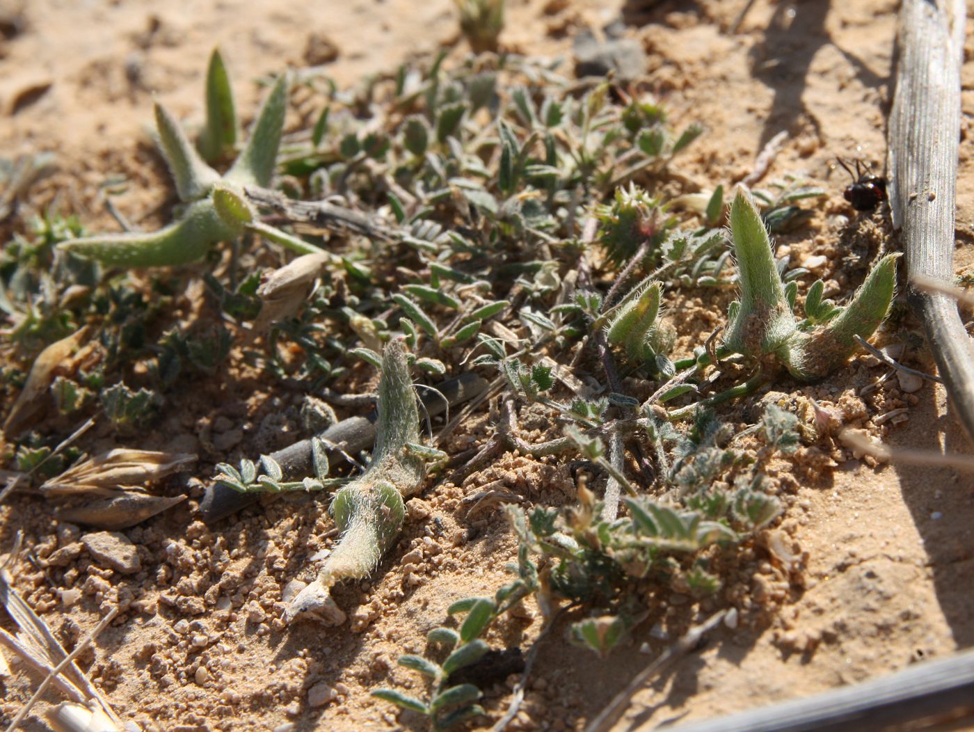 Изображение особи Astragalus asterias.