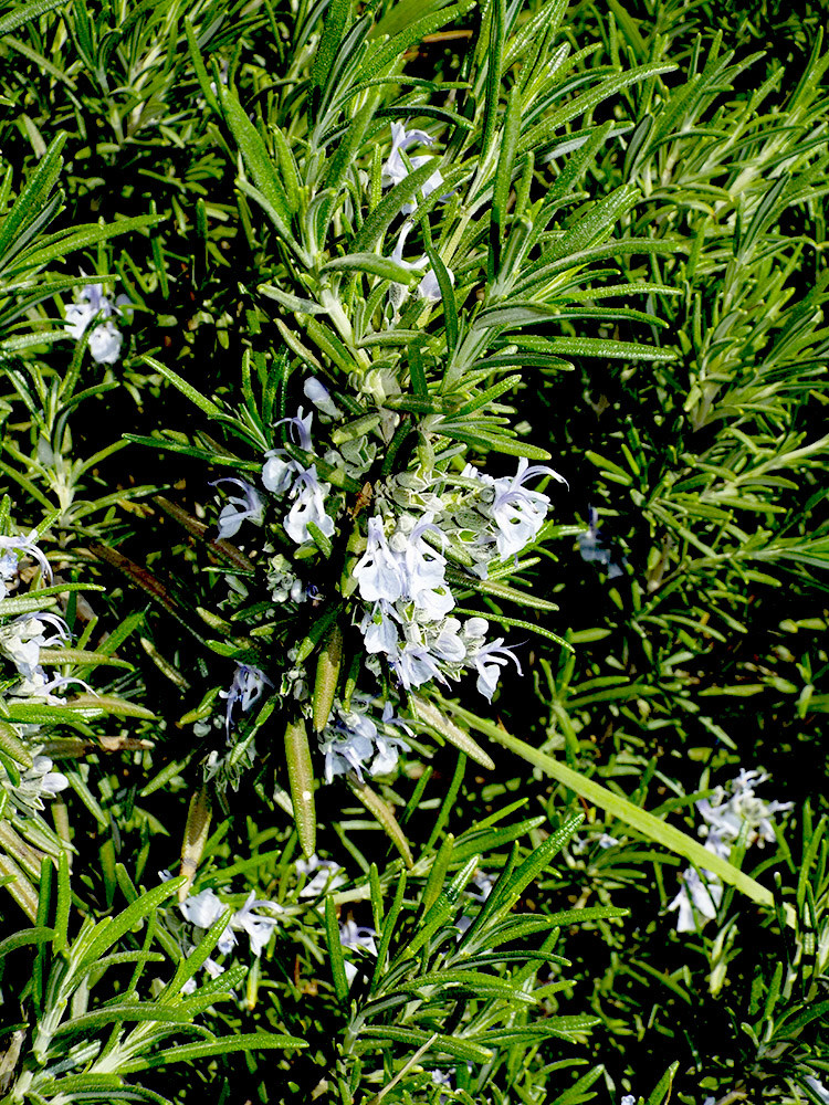 Изображение особи Rosmarinus officinalis.