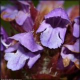 Prunella vulgaris. Цветки. Республика Татарстан, Верхнеуслонский р-н. 28.06.2008.