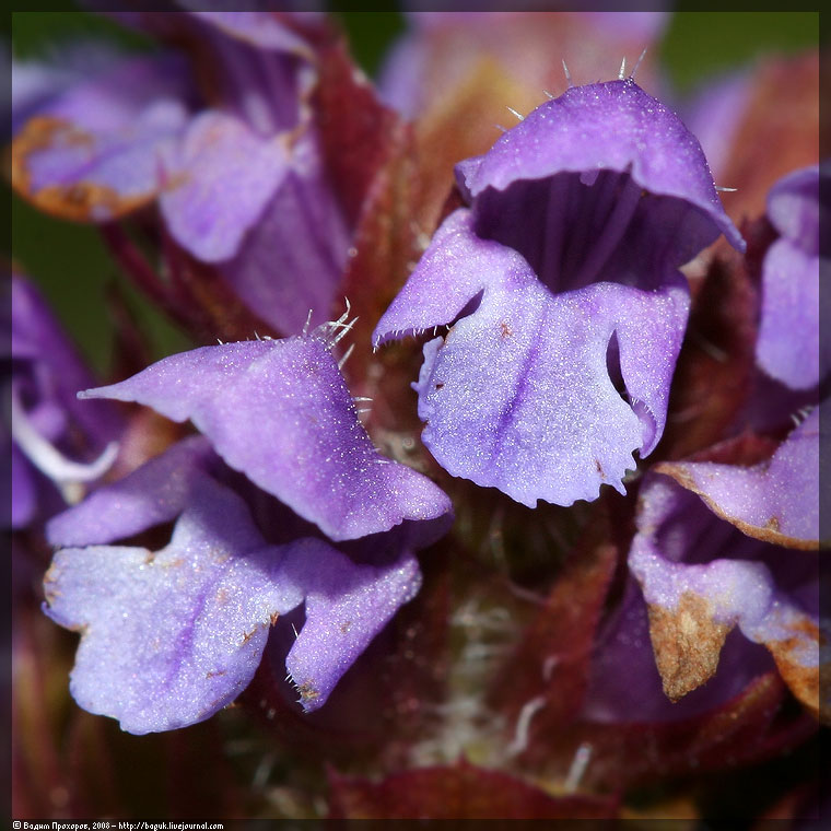 Image of Prunella vulgaris specimen.