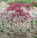 Acer palmatum. Молодое растение (f. dissectum, культивар 'Atropurpureum'). Грузия, г. Тбилиси, Центральный ботанический сад АН Грузии. 23.04.2017.