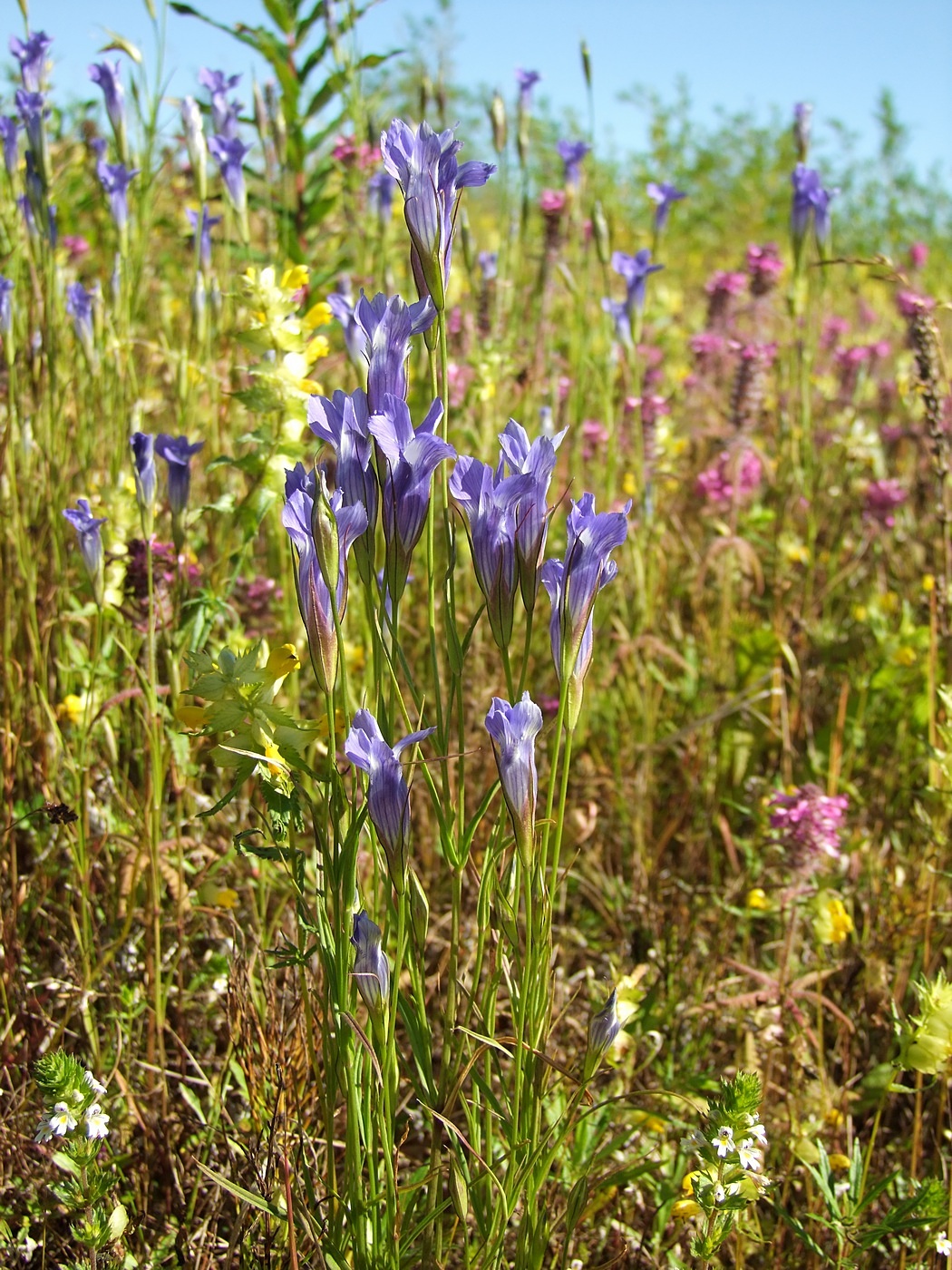 Изображение особи Gentianopsis barbata.