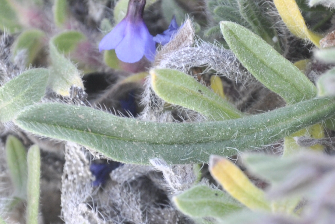 Image of Alkanna tinctoria specimen.