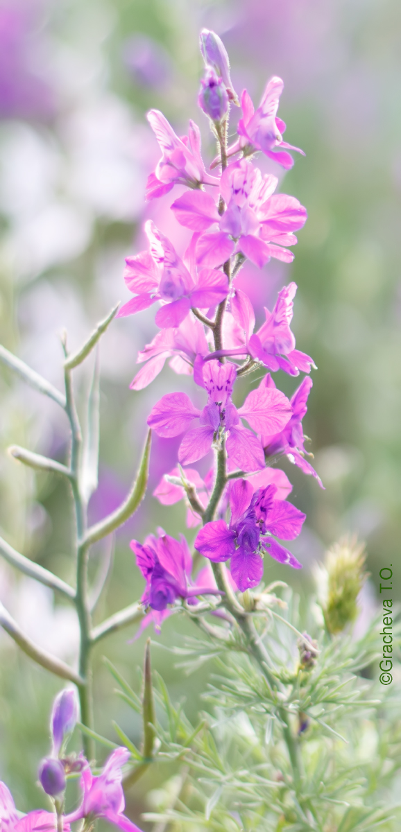 Изображение особи Delphinium hispanicum.