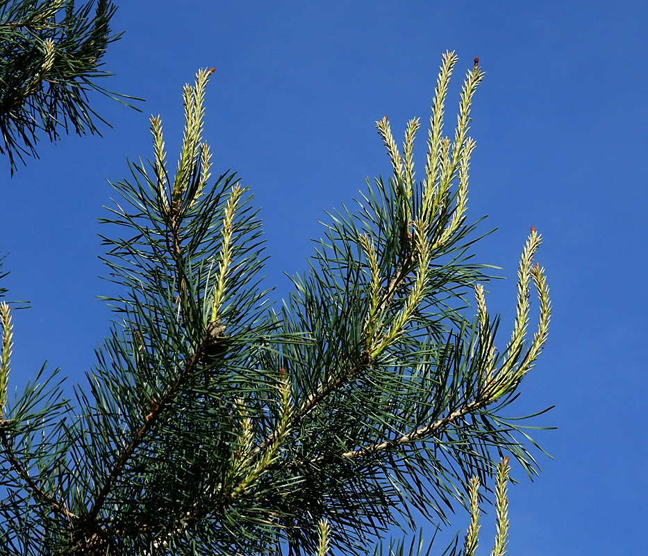 Приросты сосны. Pinus Sylvestris побег. Прирост сосны обыкновенной. Сосна обыкновенная. Молодые побеги сосны.