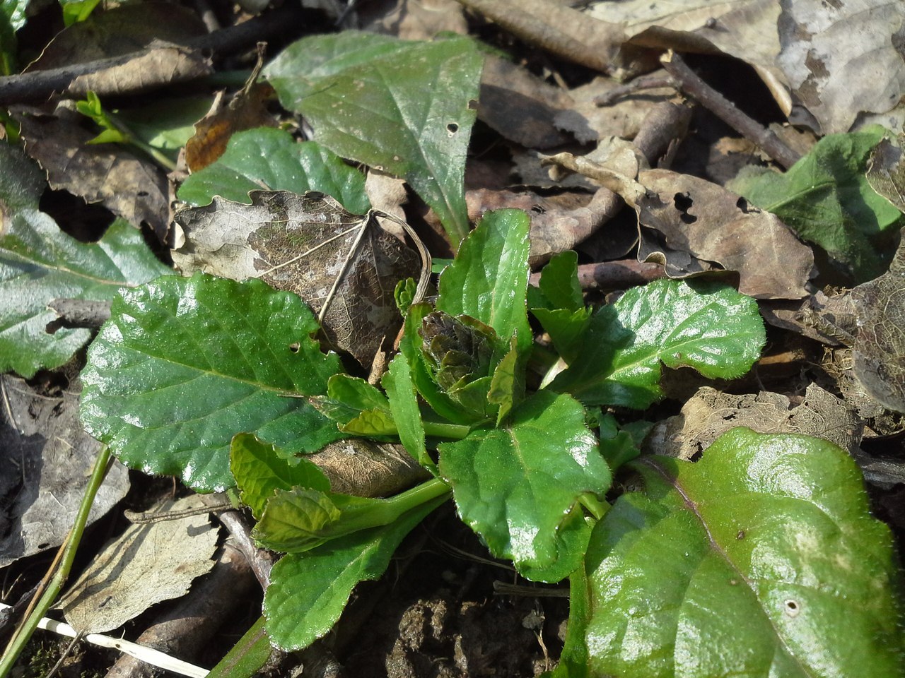 Image of Ajuga reptans specimen.