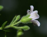 Gypsophila violacea