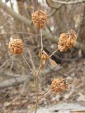 Trifolium aureum