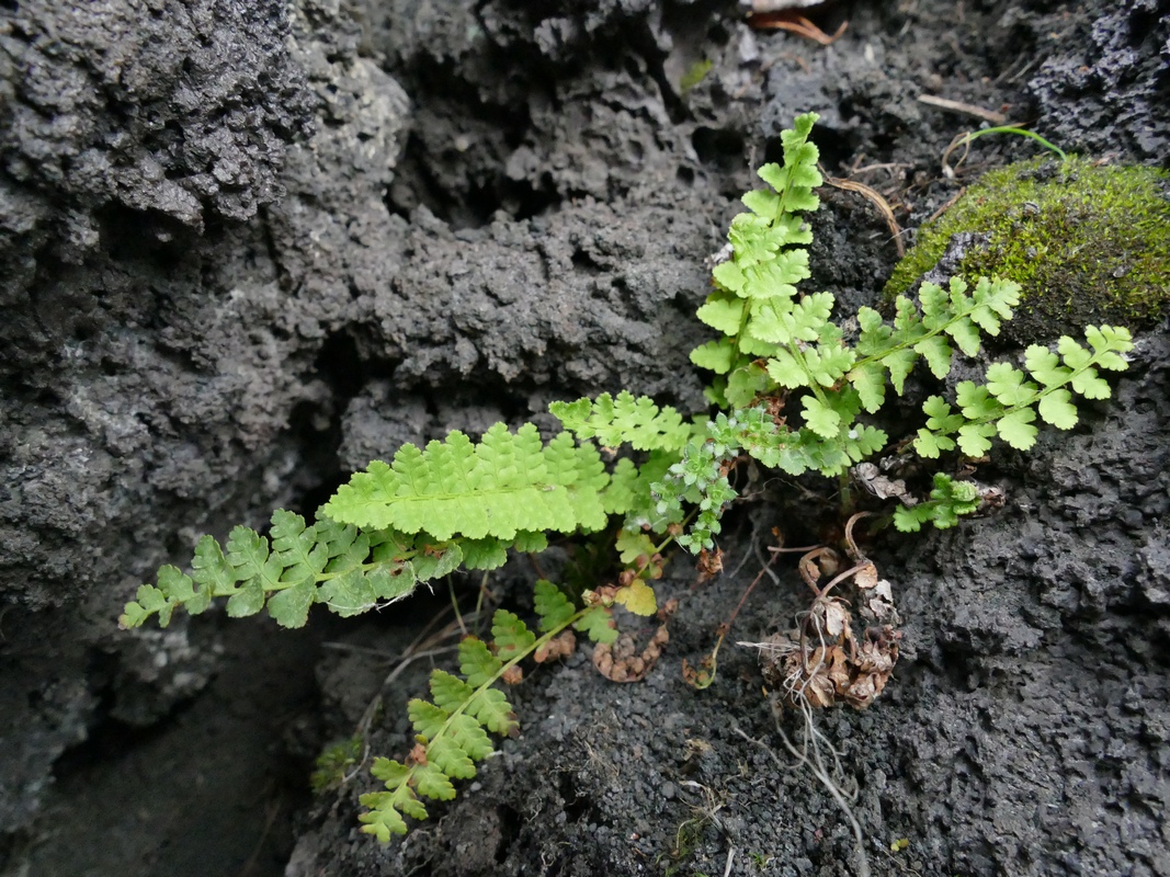 Image of Asplenium incisum specimen.