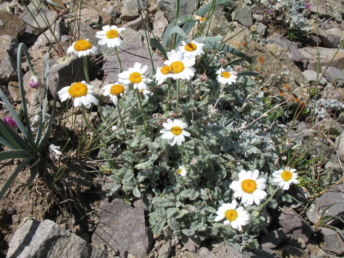 Image of Richteria pyrethroides specimen.