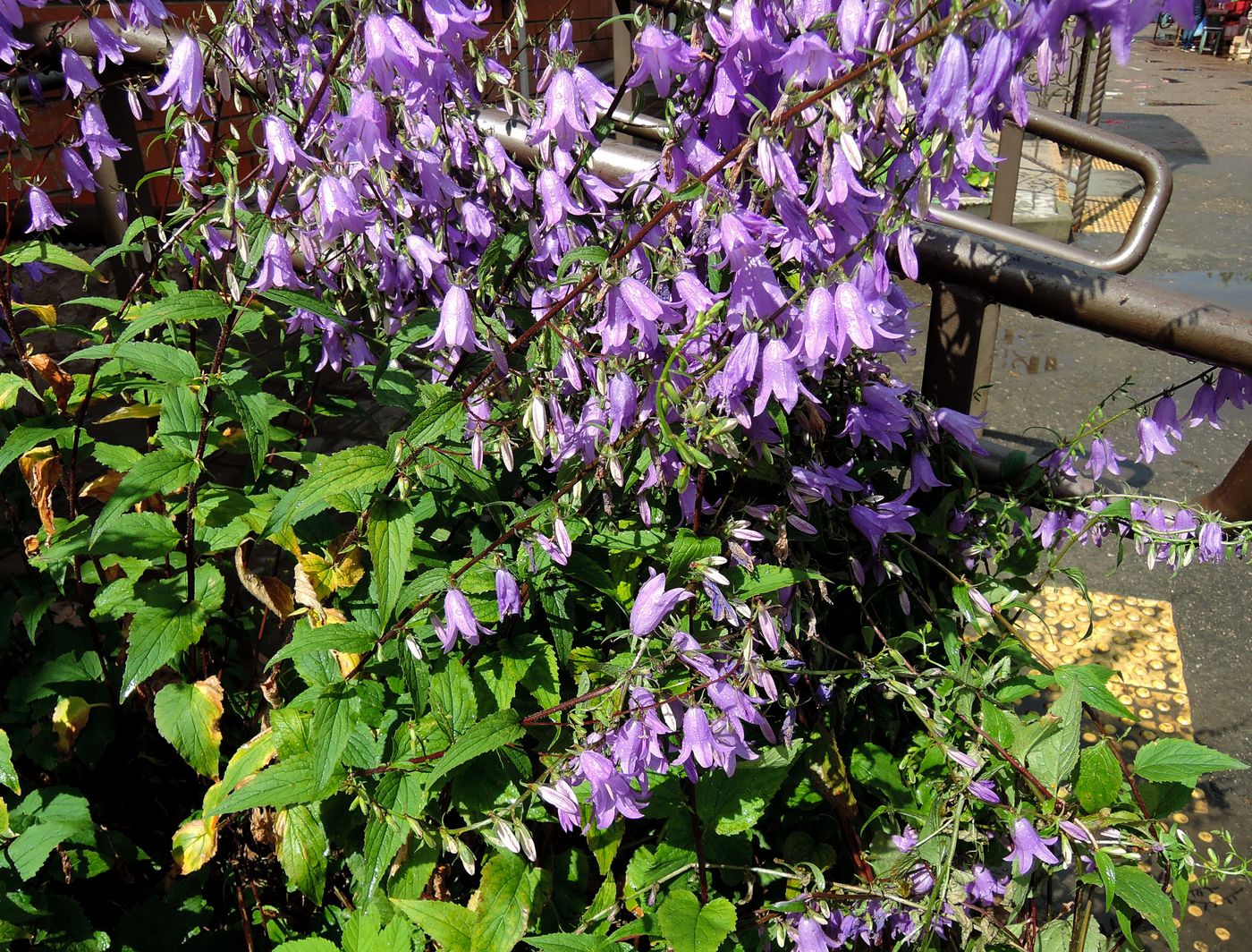 Image of Campanula rapunculoides specimen.