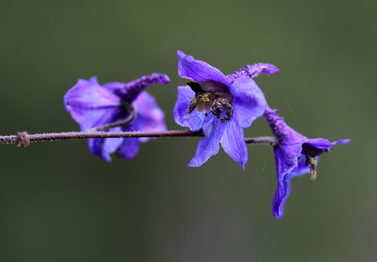 Изображение особи Delphinium elatum.