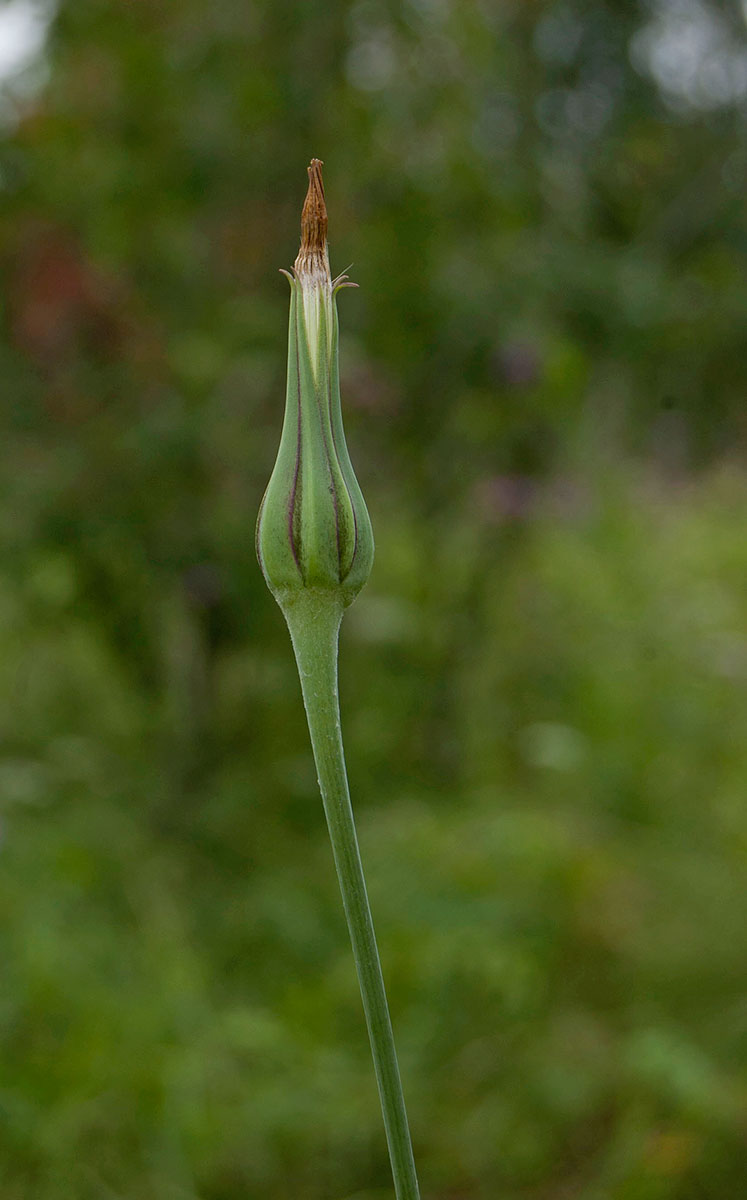 Изображение особи Tragopogon pratensis.