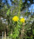 Acacia conferta