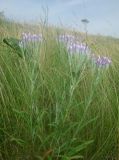 Jurinea multiflora