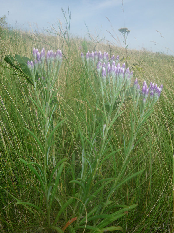 Изображение особи Jurinea multiflora.