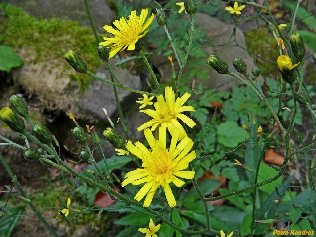 Изображение особи род Hieracium.