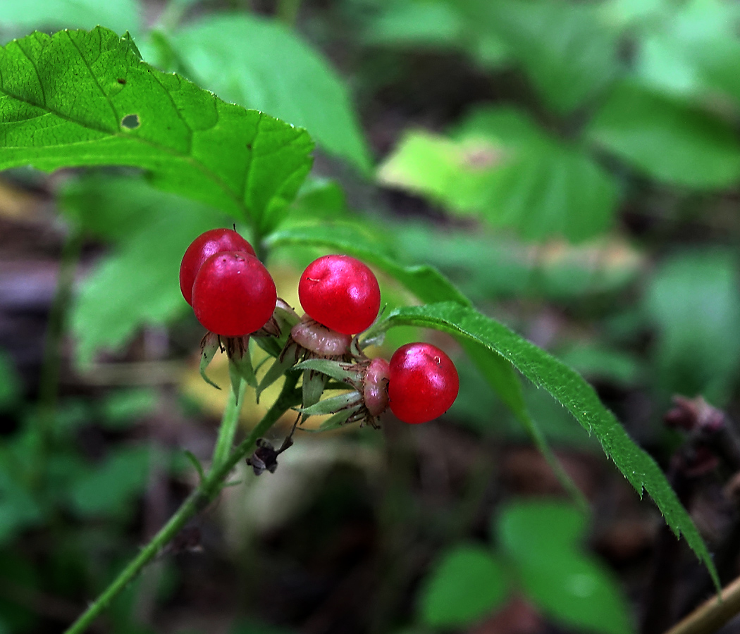 Изображение особи Rubus saxatilis.