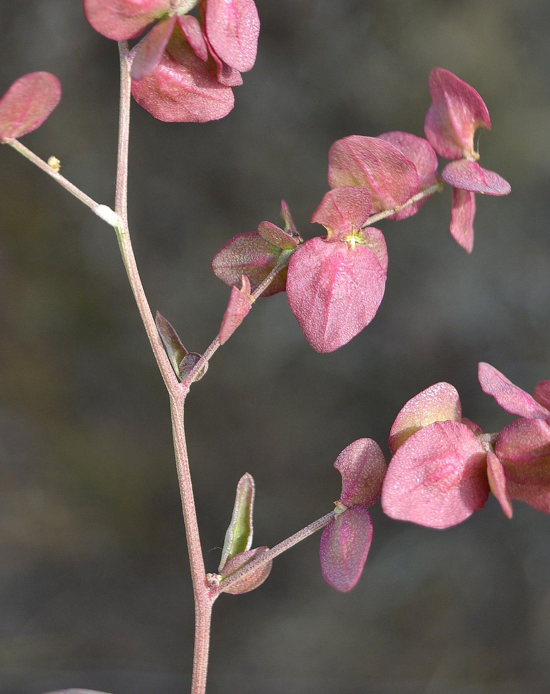 Image of Atriplex aucheri specimen.