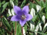 Campanula chamissonis. Цветок. Магаданская обл., окр. г. Магадан, п-ов Старицкого, сопка над бухтой Светлой, кустарничково-лишайниковая каменистая тундра. 12.07.2017.