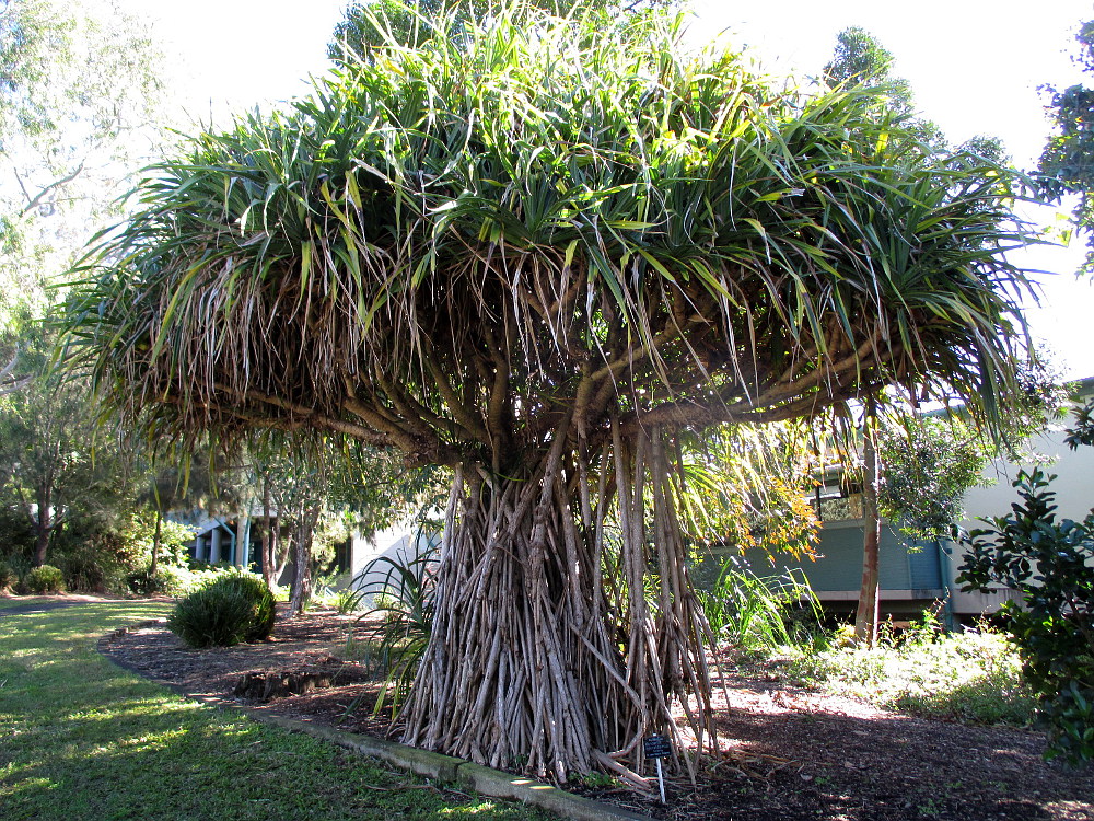 Изображение особи Pandanus odorifer.