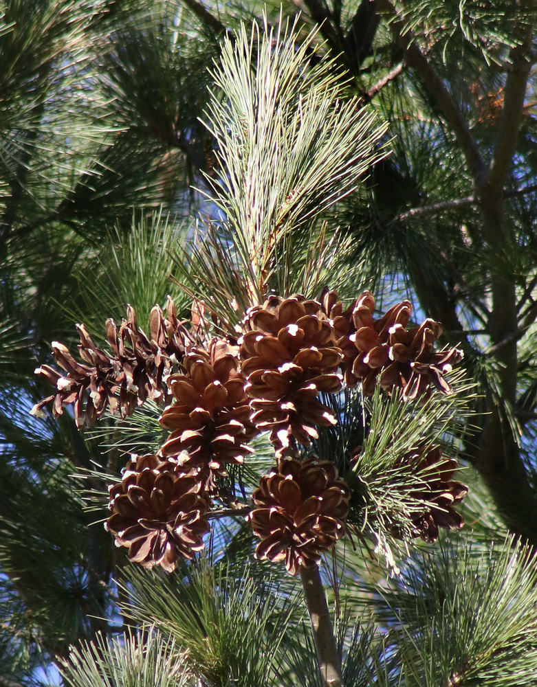 Image of Pinus strobus specimen.