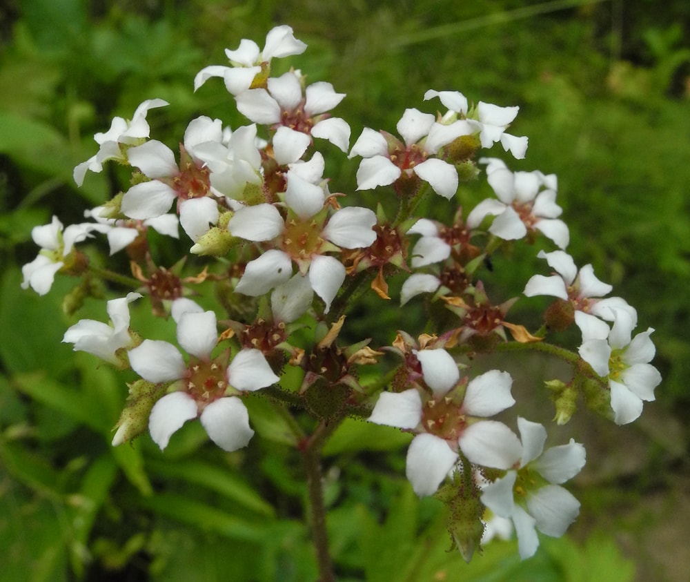 Image of Boykinia aconitifolia specimen.