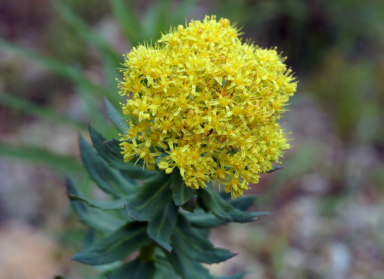 Изображение особи Rhodiola rosea.