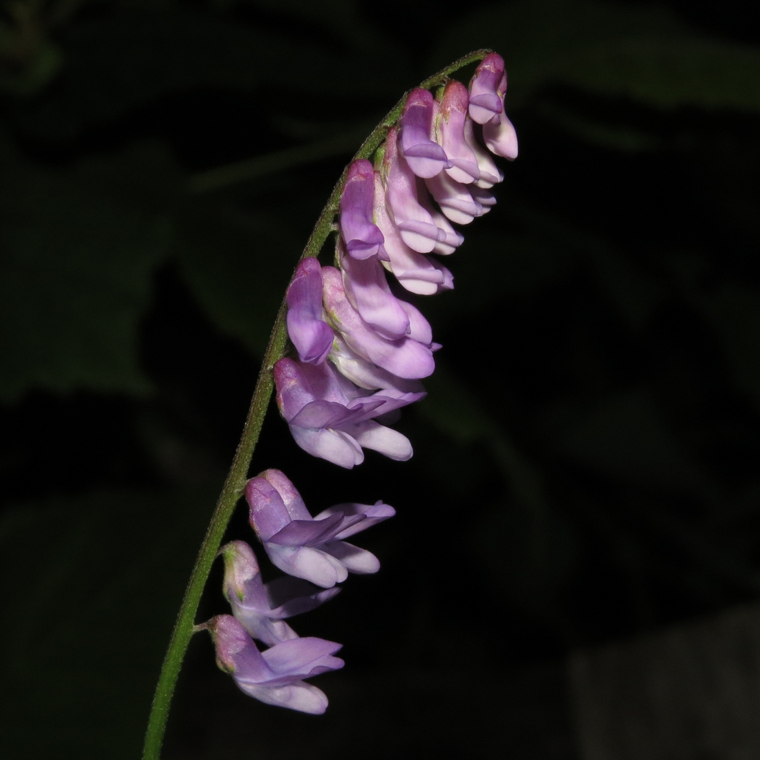 Image of Vicia cracca specimen.