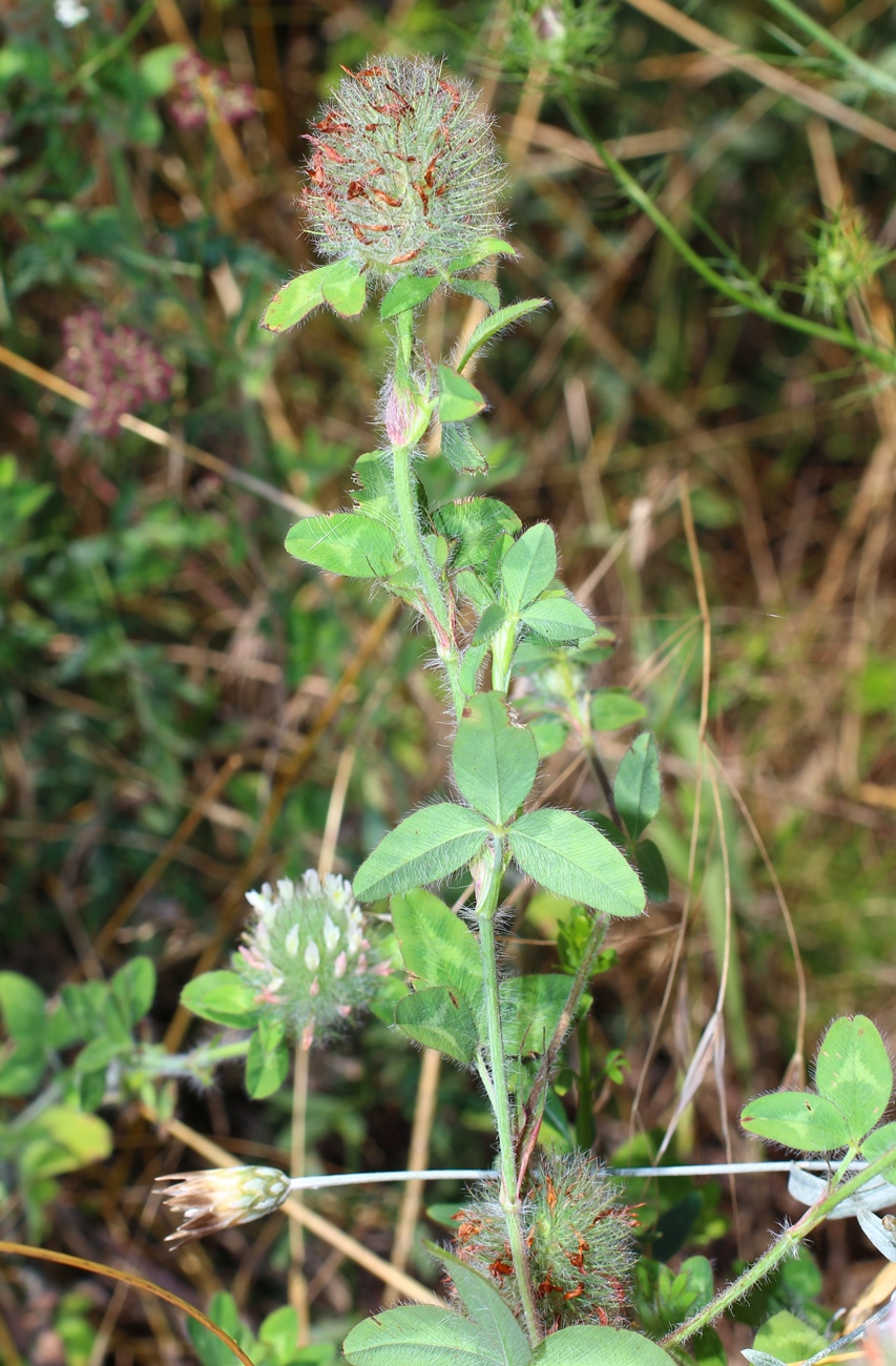 Image of Trifolium diffusum specimen.