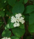 Viburnum lantana. Соцветие и листья. Восточный Казахстан, г. Усть-Каменогорск, парк Жастар, в культуре. 13.05.2017.