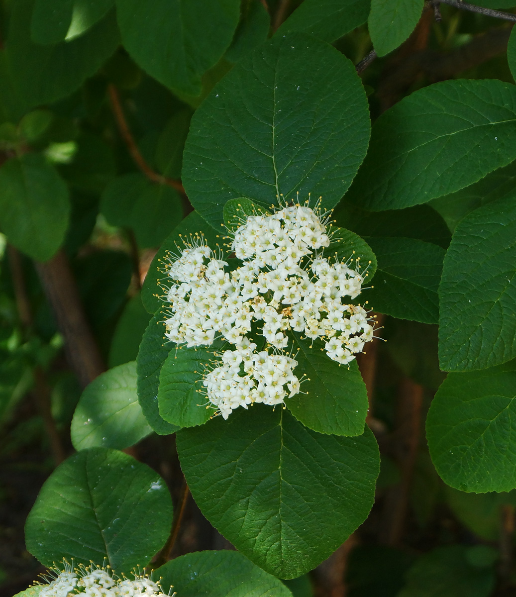 Изображение особи Viburnum lantana.