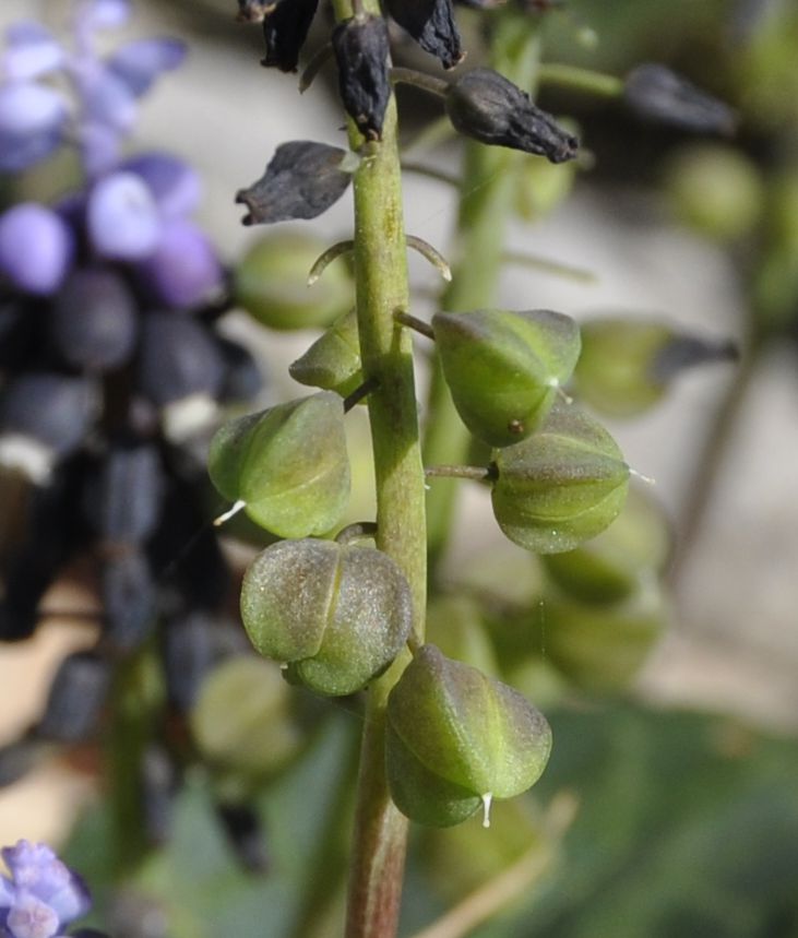 Изображение особи Muscari pulchellum.