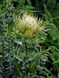 Cirsium obvallatum. Верхушка побега с распускающимися соцветиями. Адыгея, Фишт-Оштеновский массив, гора Оштен, ≈ 2200 м н.у.м., субальпийский луг. 06.07.2017.