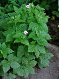 Geranium gracile