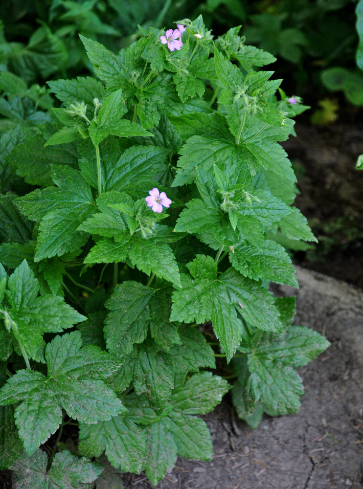 Image of Geranium gracile specimen.