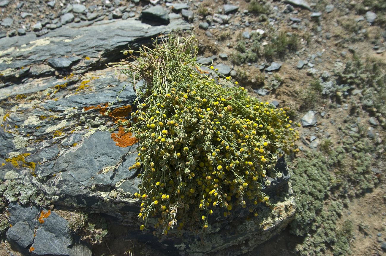 Image of genus Artemisia specimen.